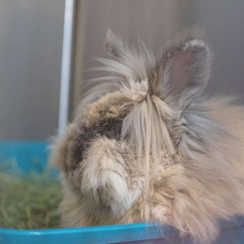 Enlarge Porky, a Adoptable mixed breed in San Diego, CA image 3/6