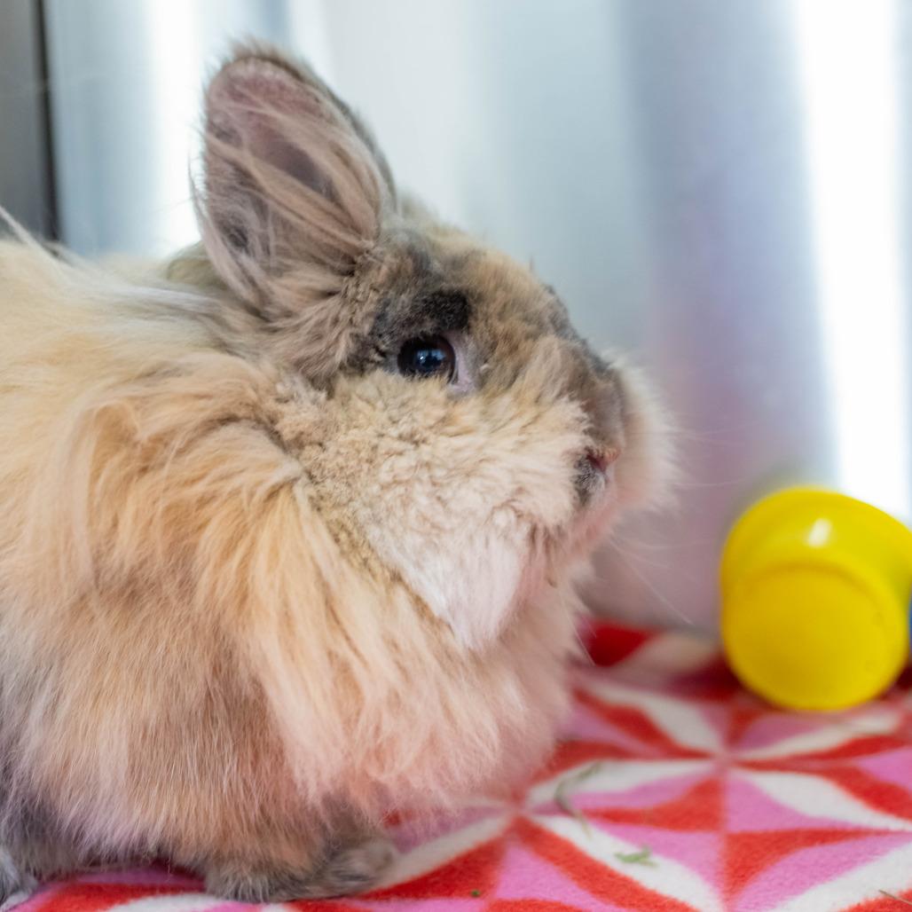 Enlarge Porky, a Adoptable mixed breed in San Diego, CA image 4/6