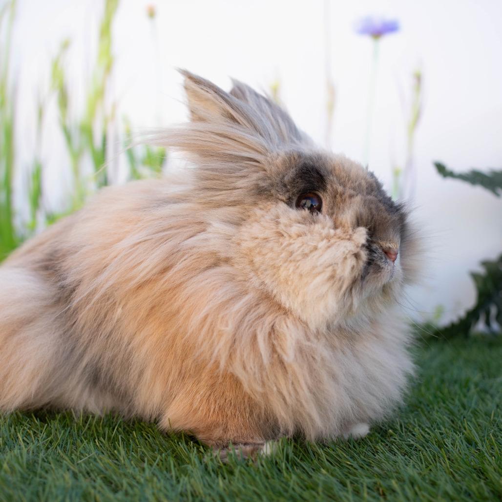 Enlarge Porky, a Adoptable mixed breed in San Diego, CA image 5/6