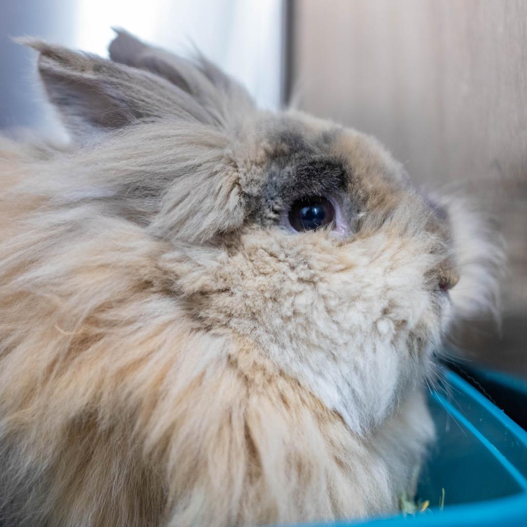 Enlarge Porky, a Adoptable mixed breed in San Diego, CA image 6/6