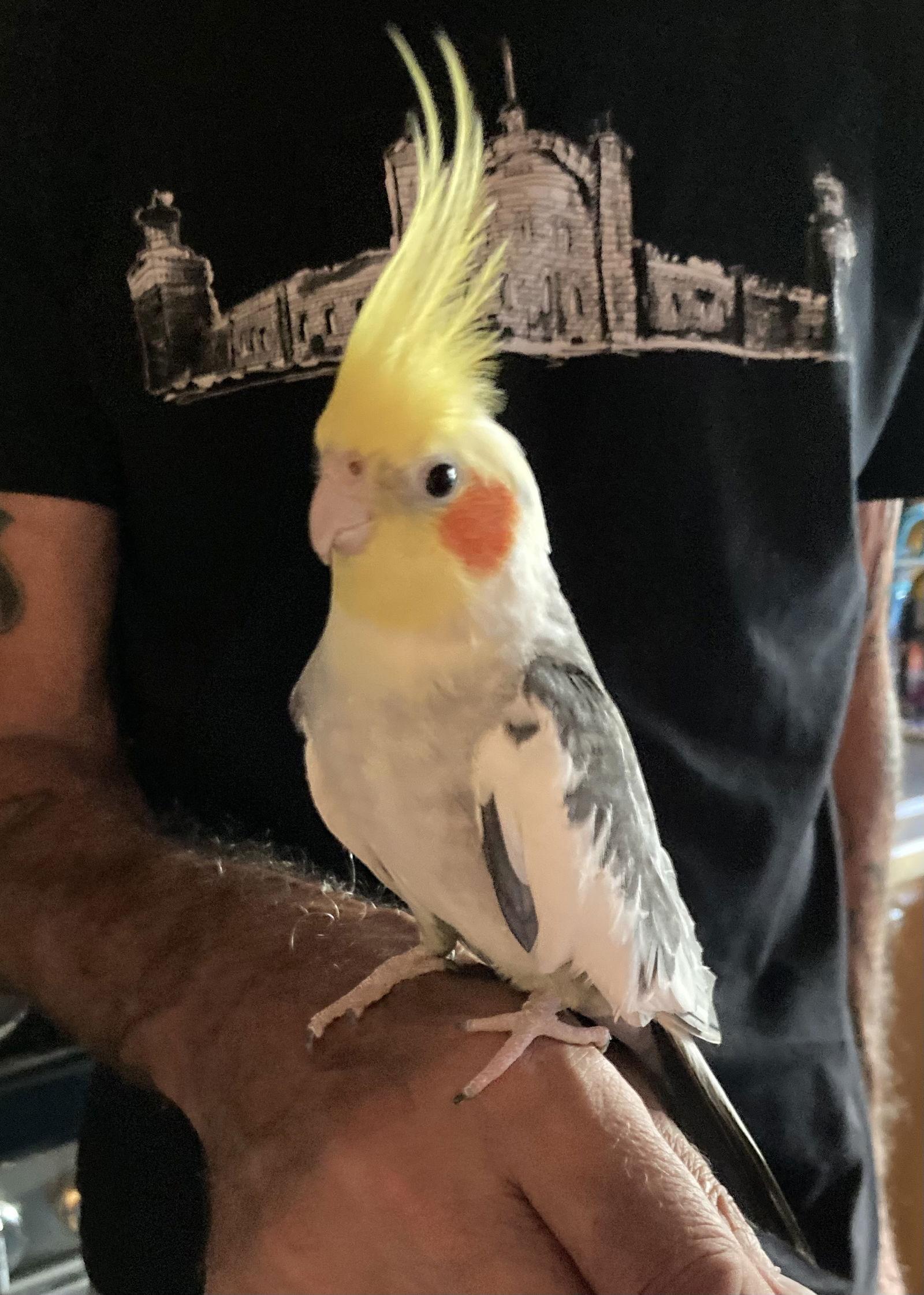 Enlarge Hobie, a Adoptable Cockatiel in Belford, NJ image 3/3
