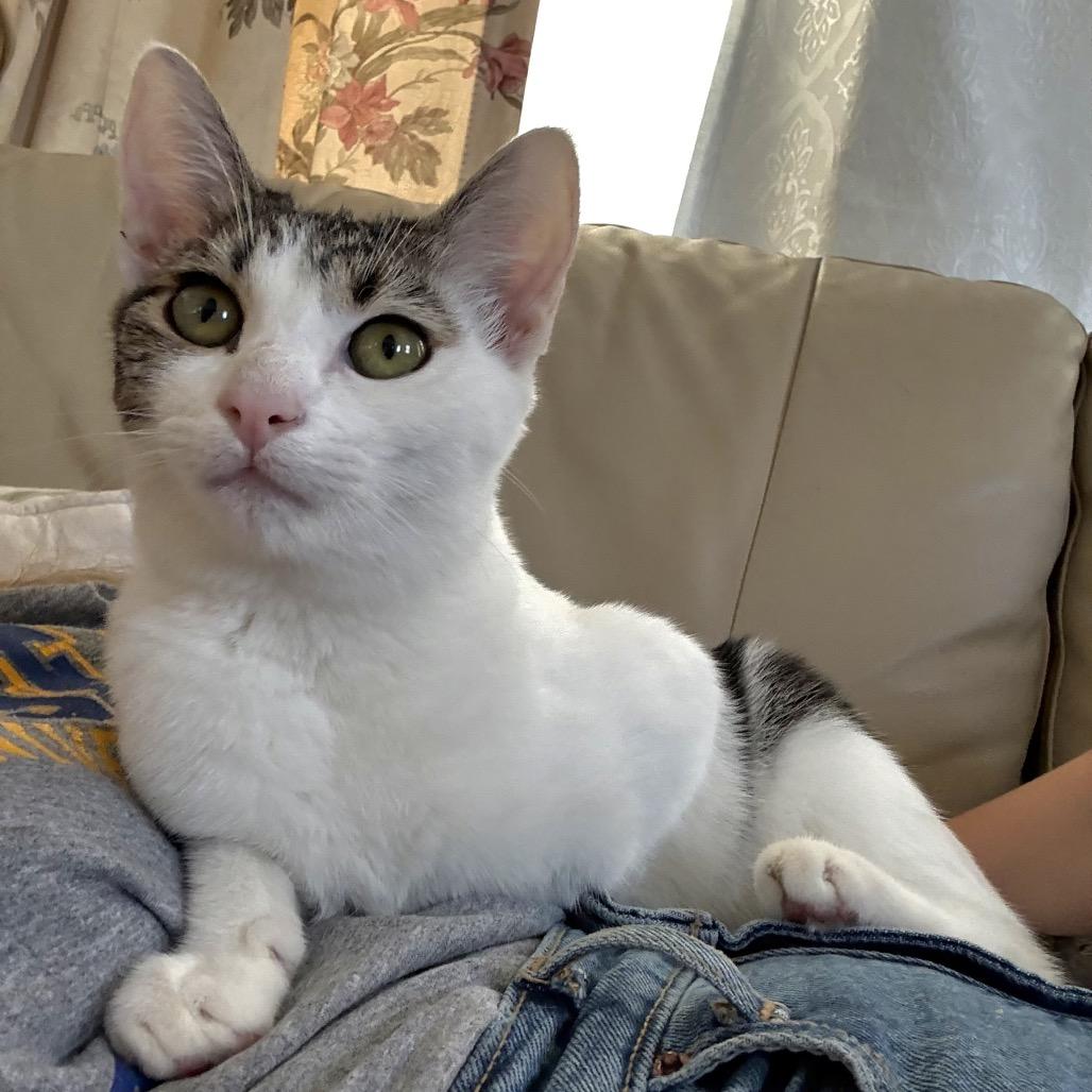 Enlarge Phernia, a Adoptable Domestic Short Hair in Costa Mesa, CA image 1/6