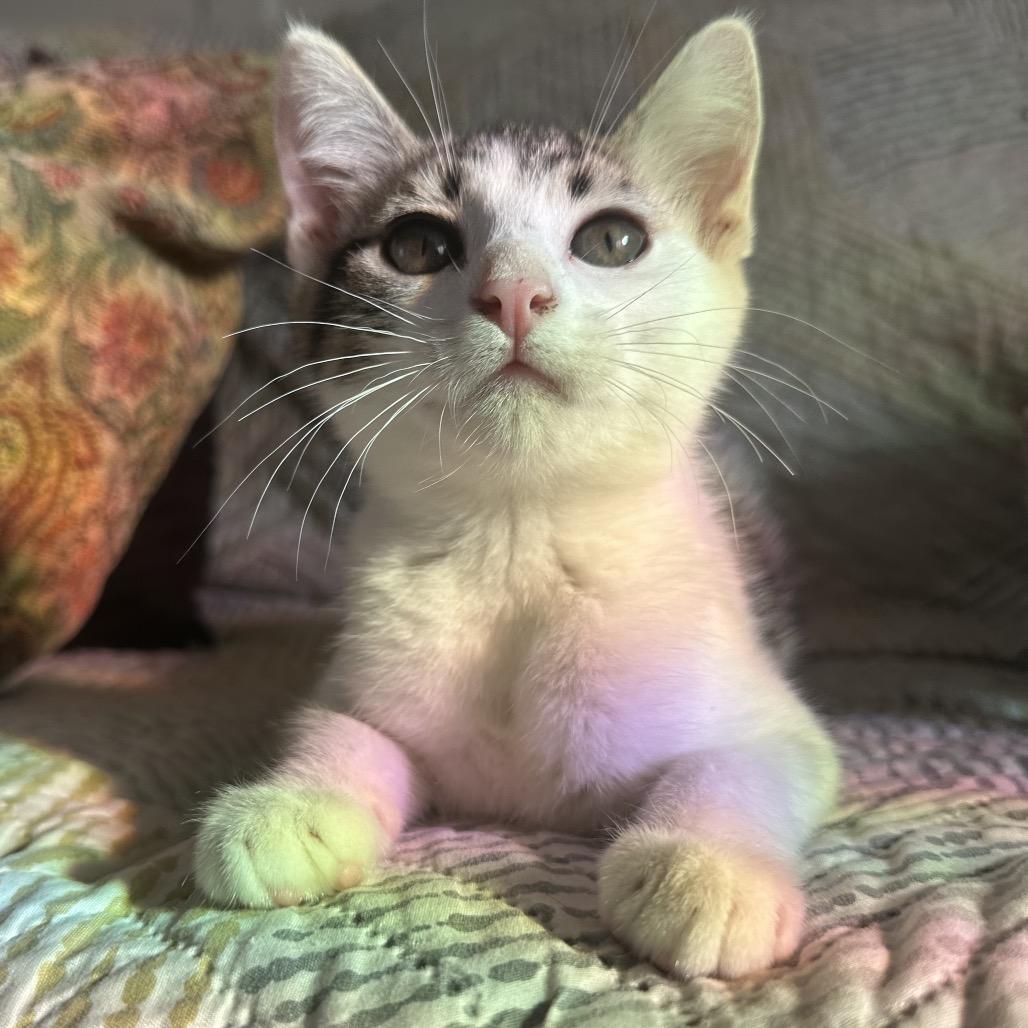 Enlarge Phernia, a Adoptable Domestic Short Hair in Costa Mesa, CA image 2/6