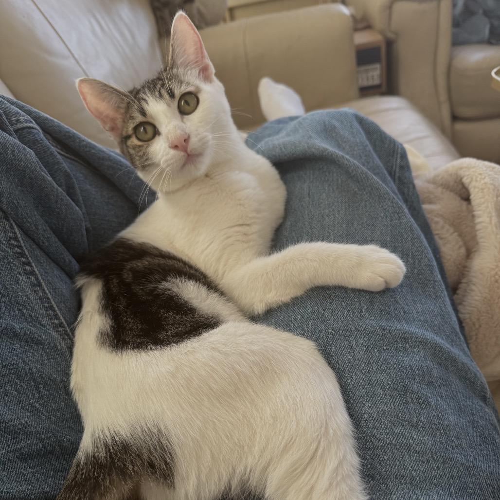 Enlarge Phernia, a Adoptable Domestic Short Hair in Costa Mesa, CA image 3/6