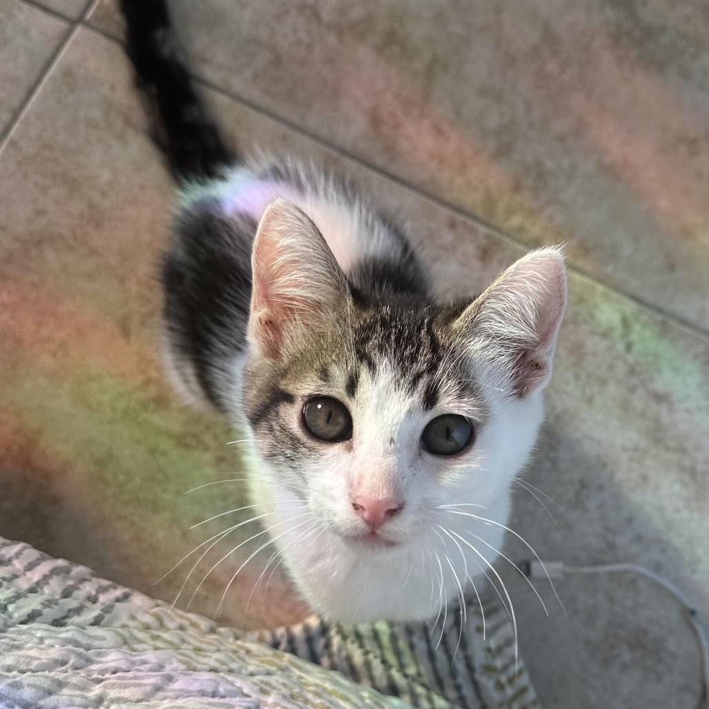 Enlarge Phernia, a Adoptable Domestic Short Hair in Costa Mesa, CA image 4/6