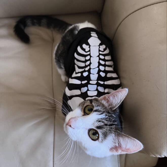 Enlarge Phernia, a Adoptable Domestic Short Hair in Costa Mesa, CA image 5/6