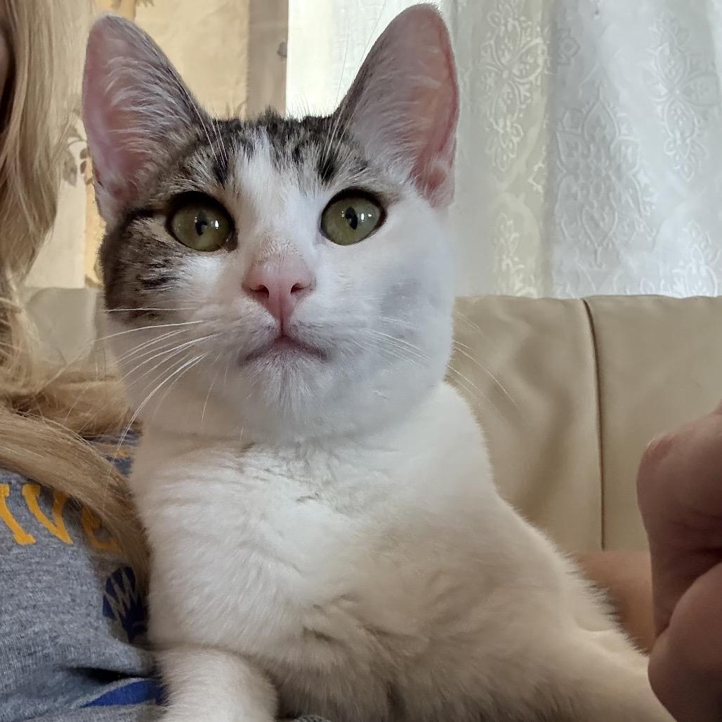 Enlarge Phernia, a Adoptable Domestic Short Hair in Costa Mesa, CA image 6/6