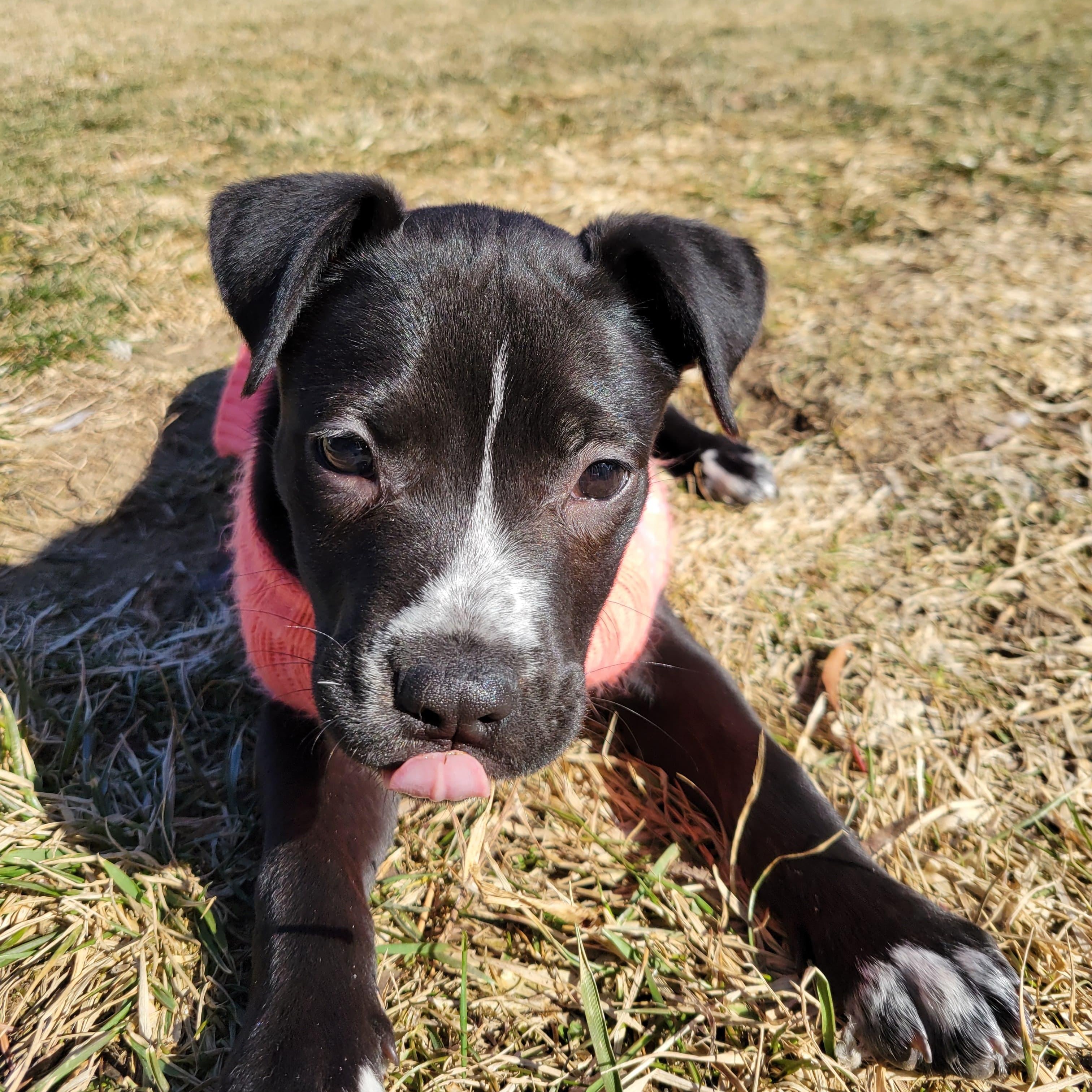 Enlarge Bubbles (PowerPuff Girls), an adoptable mixed breed in Midland, MI image 1/4