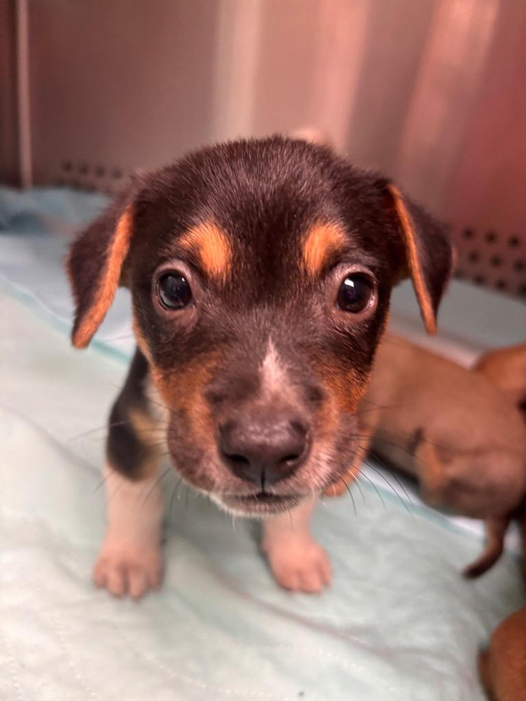 Ace, Adoptable, Puppy Male Chihuahua.