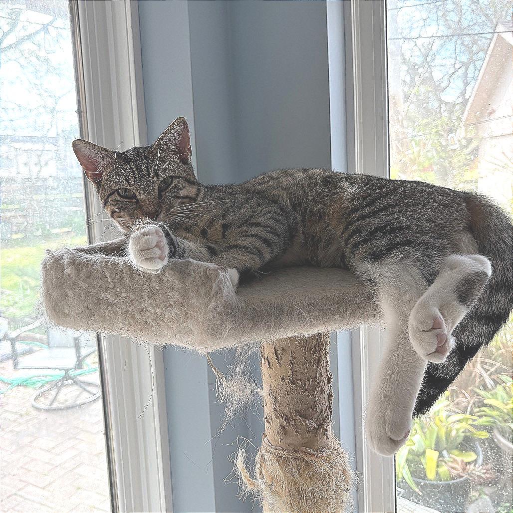 Timothy, Adoptable, Young Male Domestic Short Hair & Domestic Short Hair.