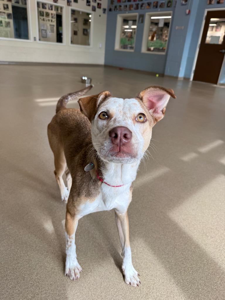 Enlarge Winny, a Adoptable mixed breed in North Syracuse, NY image 4/6