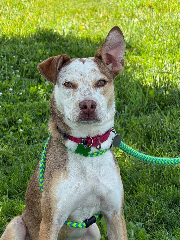 Enlarge Winny, a Adoptable mixed breed in North Syracuse, NY image 5/6