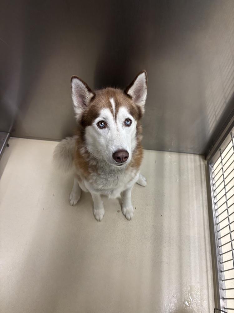 Onyx, Adoptable, Adult Male Siberian Husky.