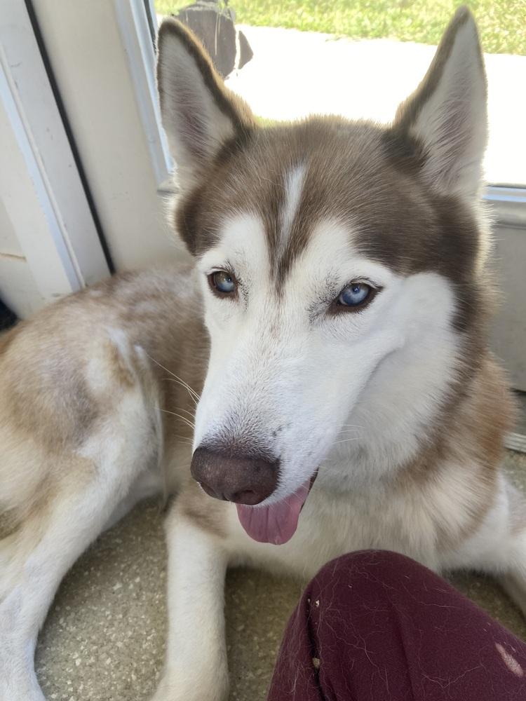 Onyx, a Adoptable mixed breed in Kalamazoo, MI image 2/3