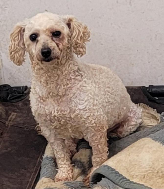 Dixie, Adoptable, Adult Female Maltese.