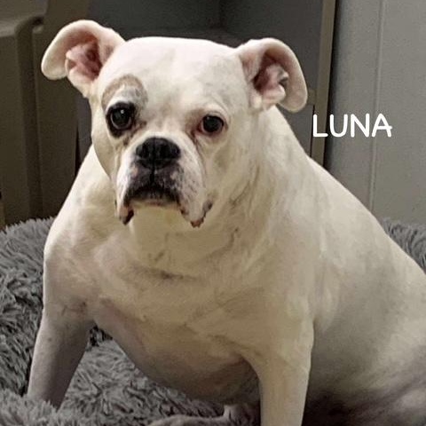 Adoptable Dogs Metro Detroit Craigslist Pets Pet Adoption