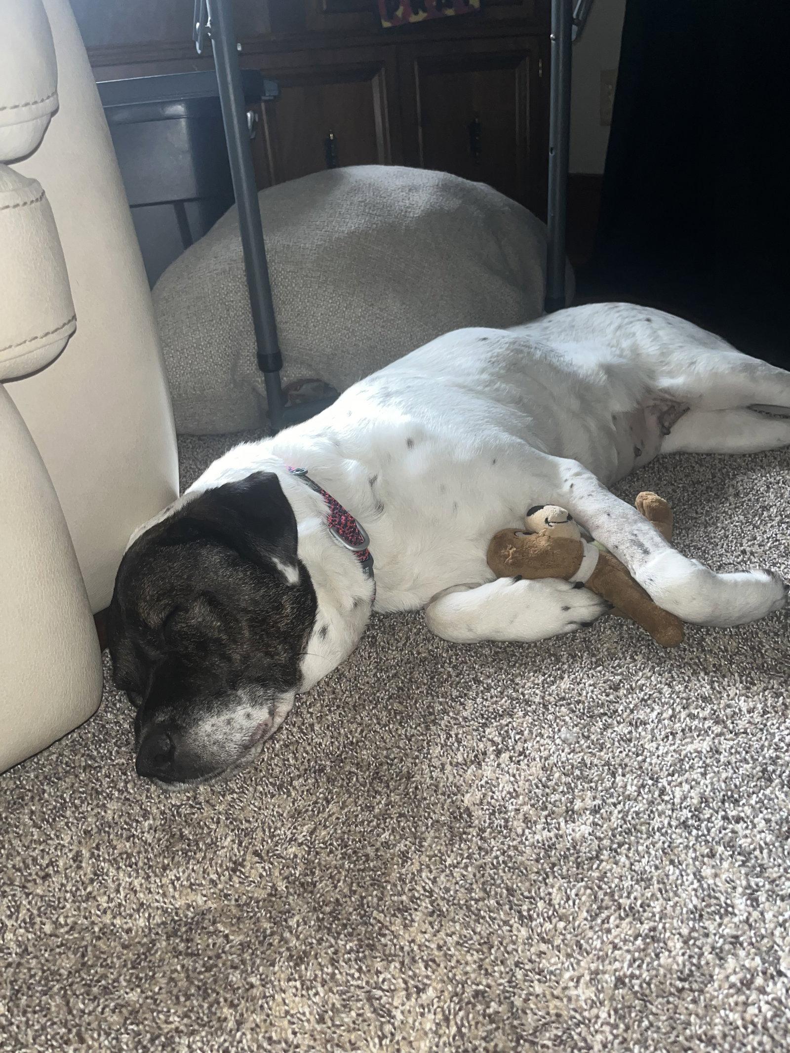Enlarge Paula, a Adoptable Spaniel in Estherville, IA image 1/3