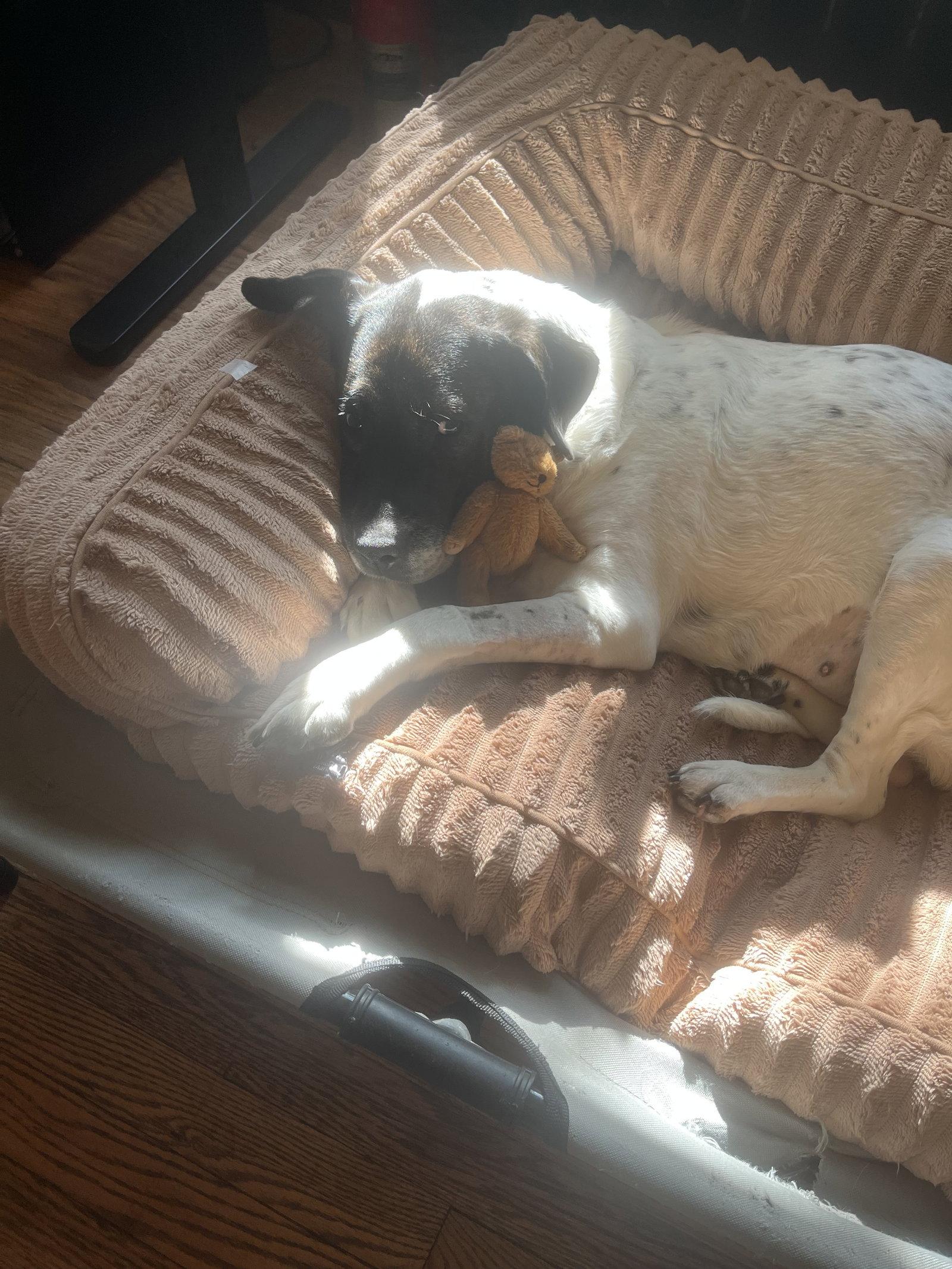 Enlarge Paula, a Adoptable Spaniel in Estherville, IA image 2/3
