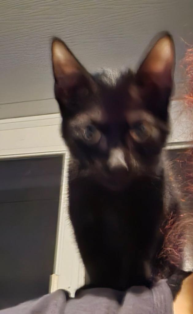 Scooter, Adoptable, Kitten Male Domestic Short Hair.