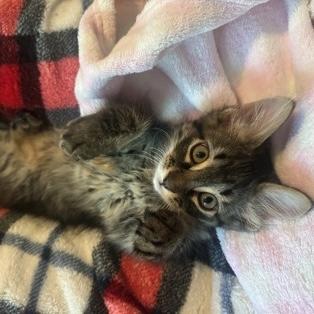 Lucifer, an adopted Domestic Medium Hair in Rochester, MN image 1/2