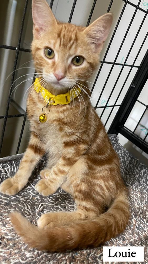 Enlarge Dewey - orange kitten, a Adopted mixed breed in Forest Knolls, CA image 1/5