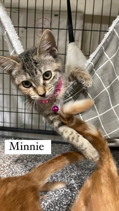 Enlarge Dewey - orange kitten, a Adopted mixed breed in Forest Knolls, CA image 2/5