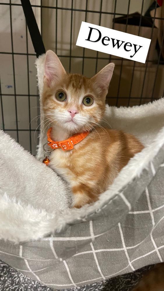 Enlarge Dewey - orange kitten, a Adopted mixed breed in Forest Knolls, CA image 3/5