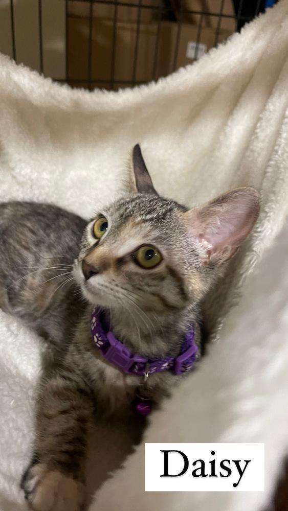 Enlarge Dewey - orange kitten, a Adopted mixed breed in Forest Knolls, CA image 4/5