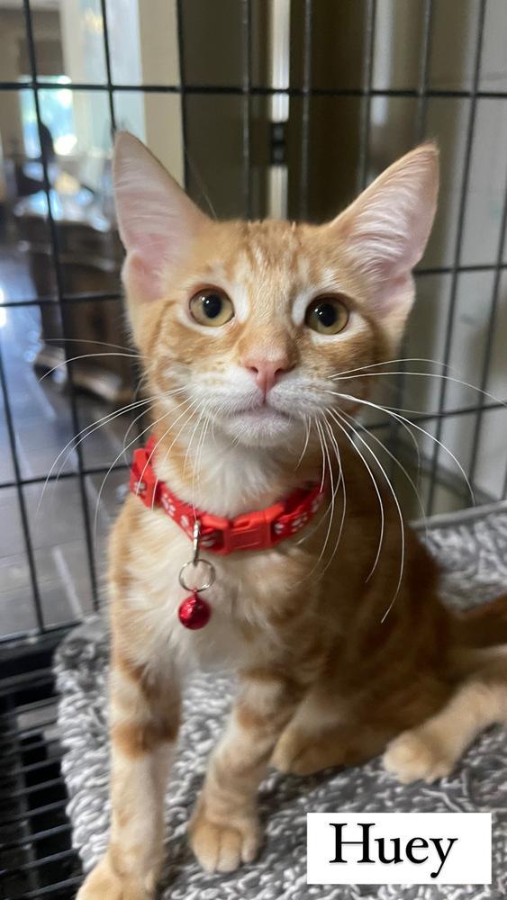 Enlarge Dewey - orange kitten, a Adopted mixed breed in Forest Knolls, CA image 5/5