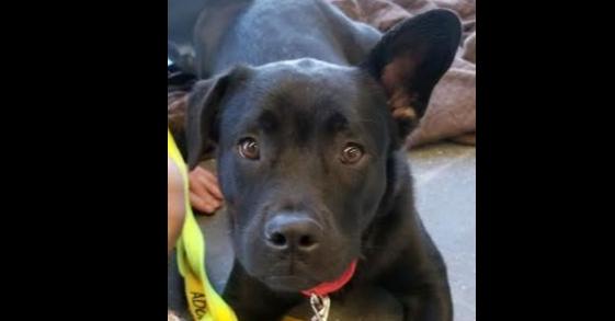 Liam, a Adoptable mixed breed in Douglasville, GA image 2/6