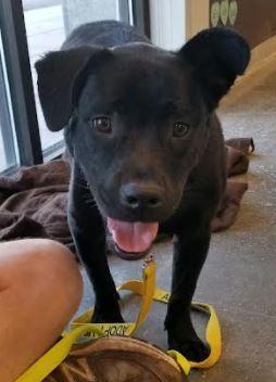 Liam, a Adoptable mixed breed in Douglasville, GA image 2/6