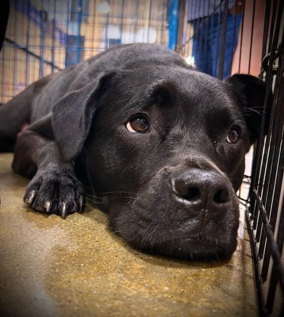 Liam, Adoptable, Adult Male Labrador Retriever & Shepherd.