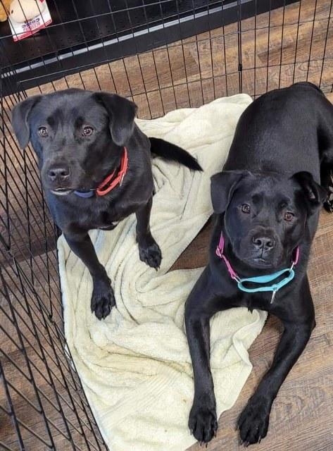 Liam, a Adoptable mixed breed in Douglasville, GA image 6/6