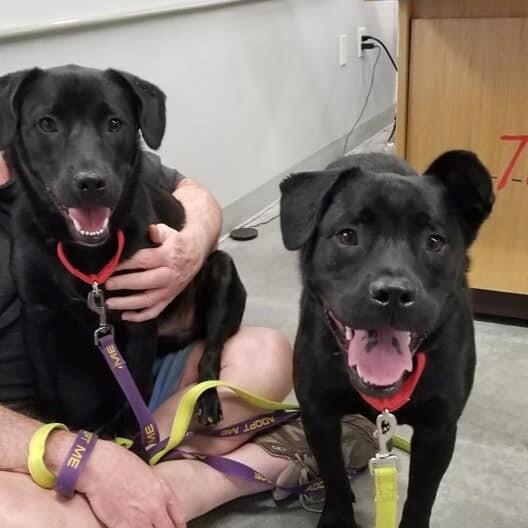 Liam, a Adoptable mixed breed in Douglasville, GA image 5/6