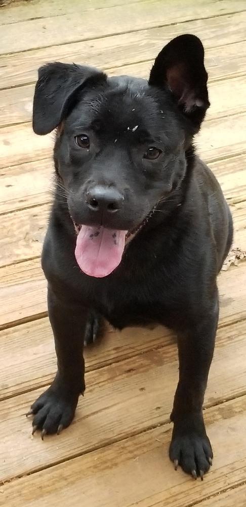 Liam, a Adoptable mixed breed in Douglasville, GA image 6/6