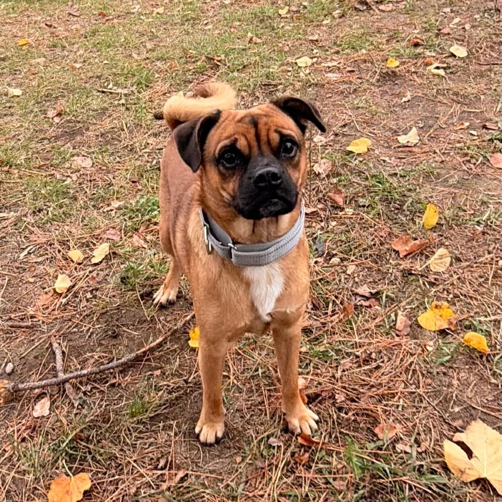 Enlarge Peanut, a Adoptable mixed breed in Wadena, MN image 1/2