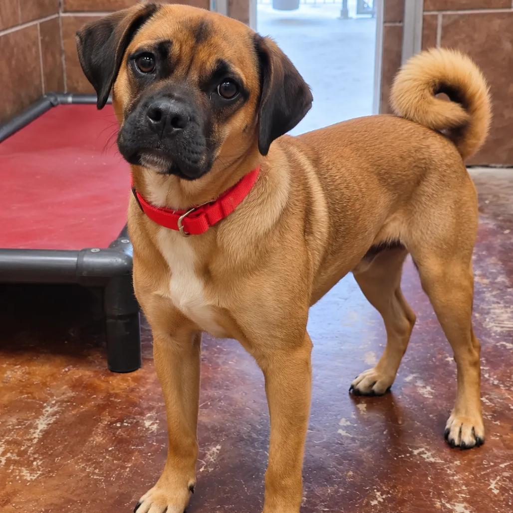 Enlarge Peanut, a Adoptable mixed breed in Wadena, MN image 2/2