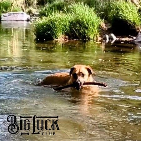 Jake - AKC Intermediate Trick Dog, a Adopted mixed breed in Cottonwood, AZ image 1/14