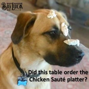 Jake - AKC Intermediate Trick Dog, a Adopted mixed breed in Cottonwood, AZ image 2/14