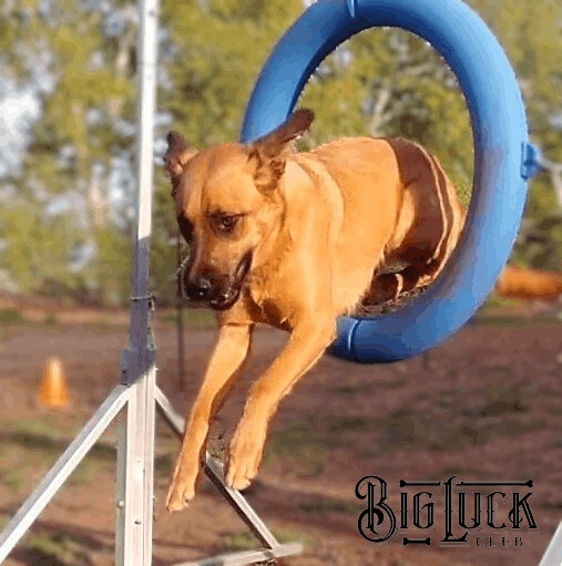 Jake - AKC Intermediate Trick Dog, a Adopted mixed breed in Cottonwood, AZ image 3/14