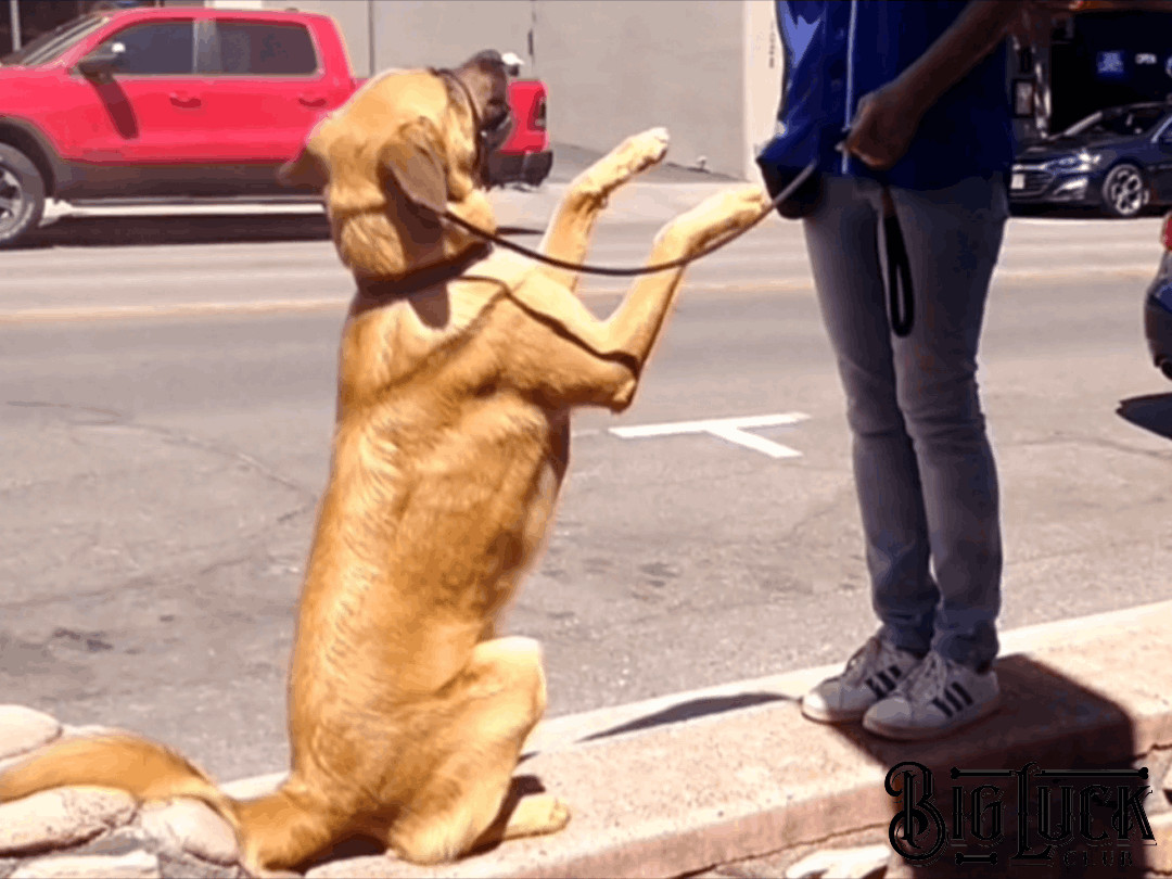 Jake - AKC Intermediate Trick Dog, a Adopted mixed breed in Cottonwood, AZ image 5/14