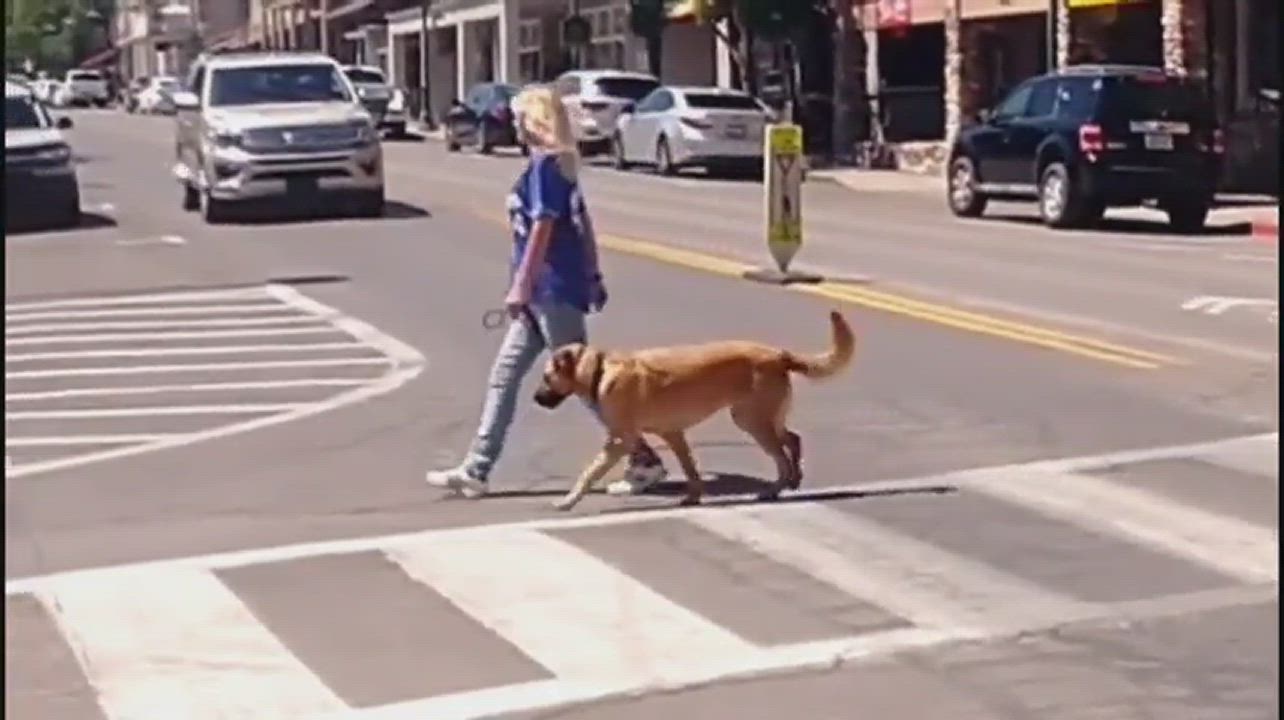 Enlarge Jake - AKC Intermediate Trick Dog, a Adopted mixed breed in Cottonwood, AZ video 11/14