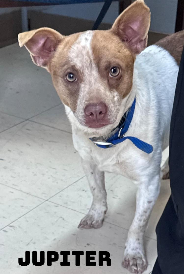 Jupiter, a ADOPTABLE mixed breed in Dyersburg, TN image 2/2