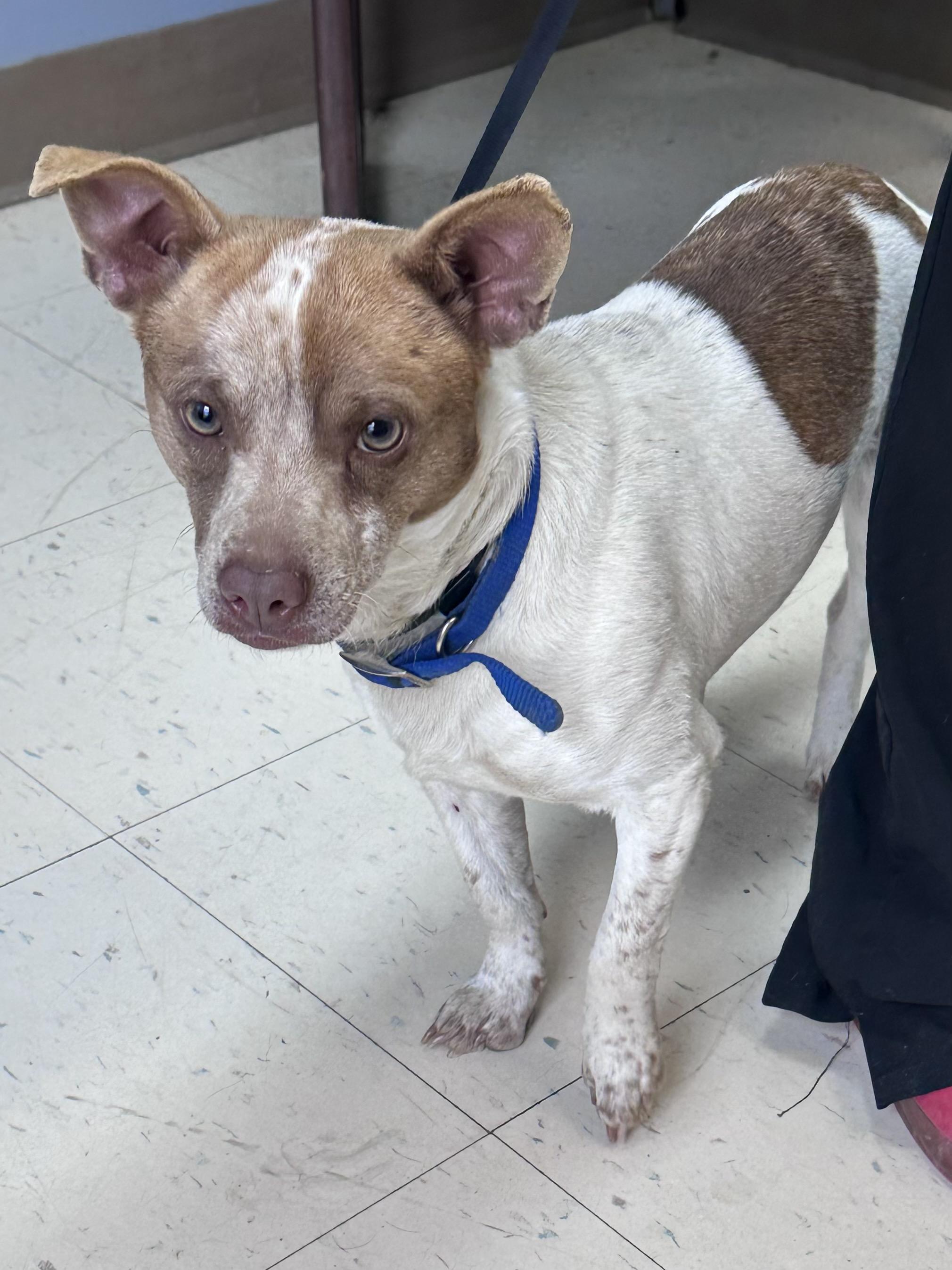 Jupiter, ADOPTABLE, Adult Male Jack Russell Terrier.