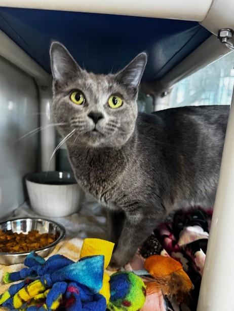 Enlarge Novalie, a ADOPTABLE Domestic Short Hair in Hutchinson, MN image 1/1