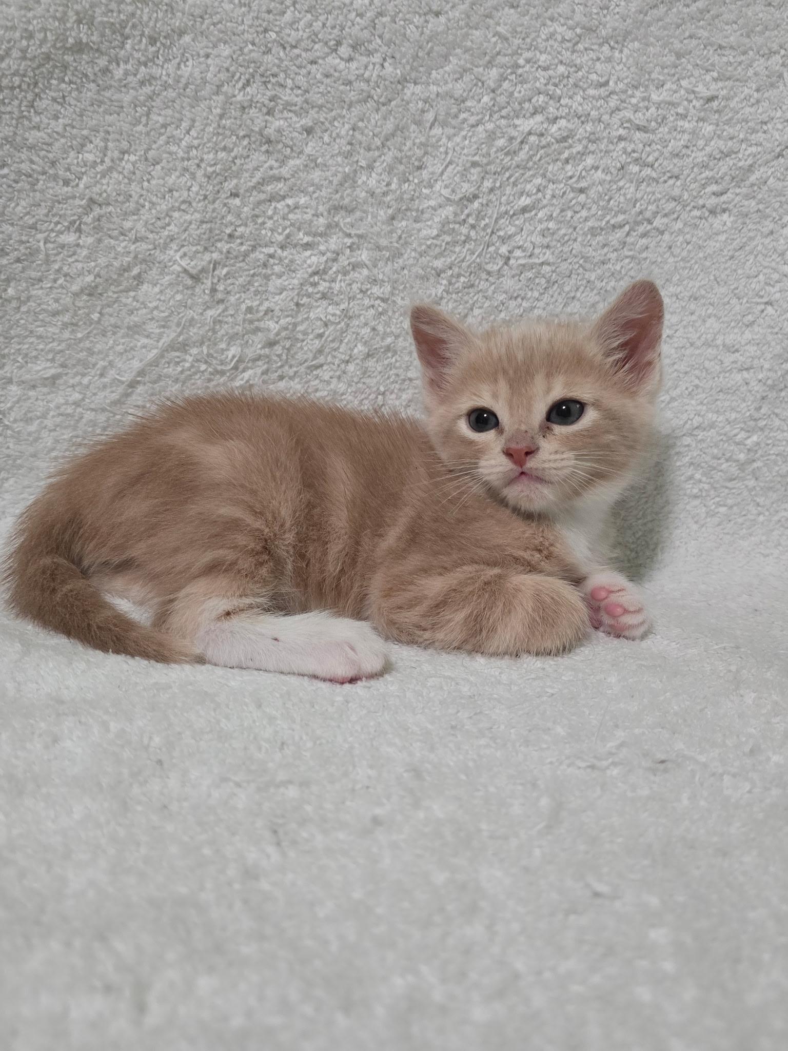 Zeus, adopted, Kitten Male Domestic Short Hair.