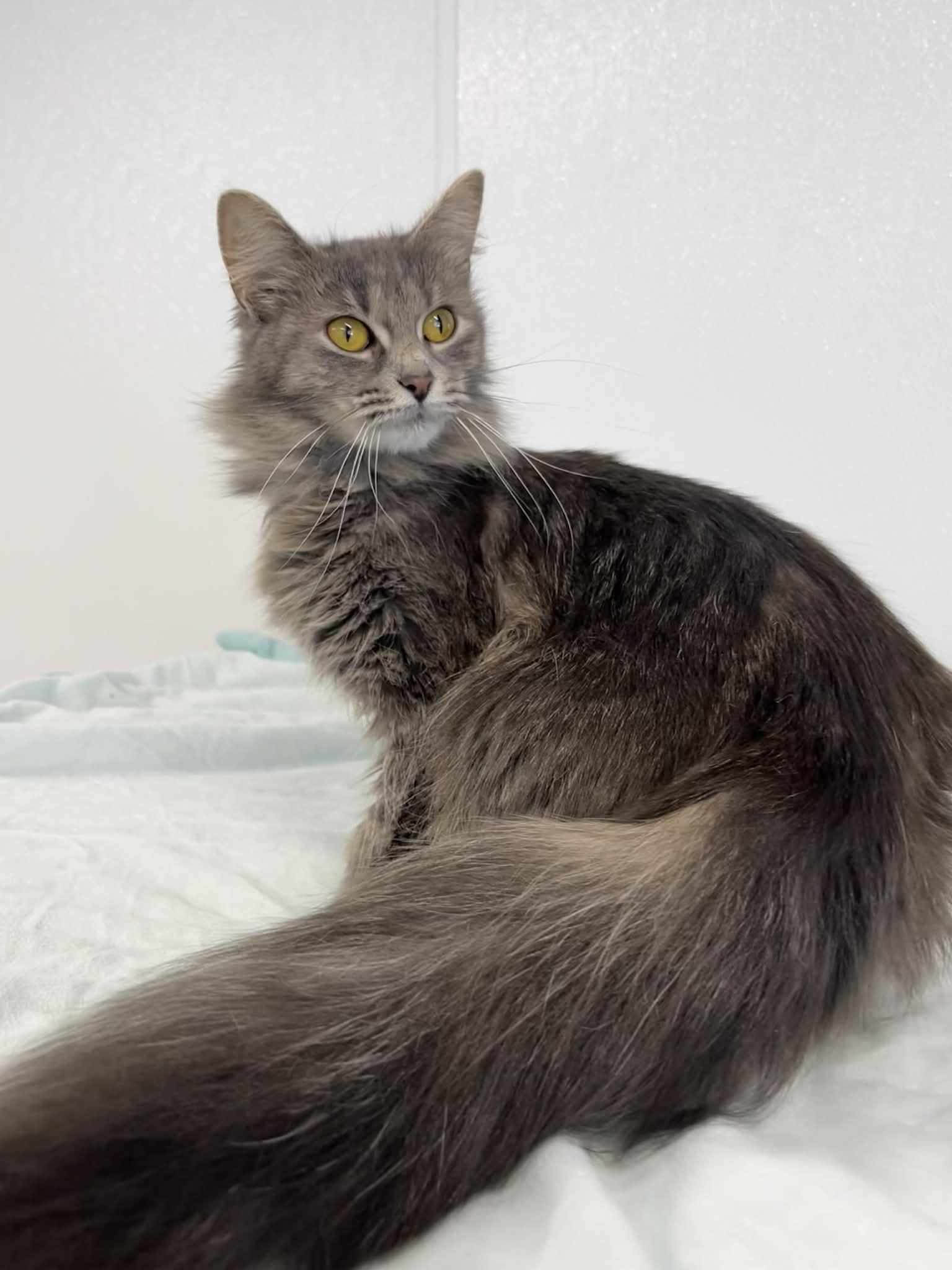 Elizabeth Taylor, adopted, Young Female Domestic Long Hair.