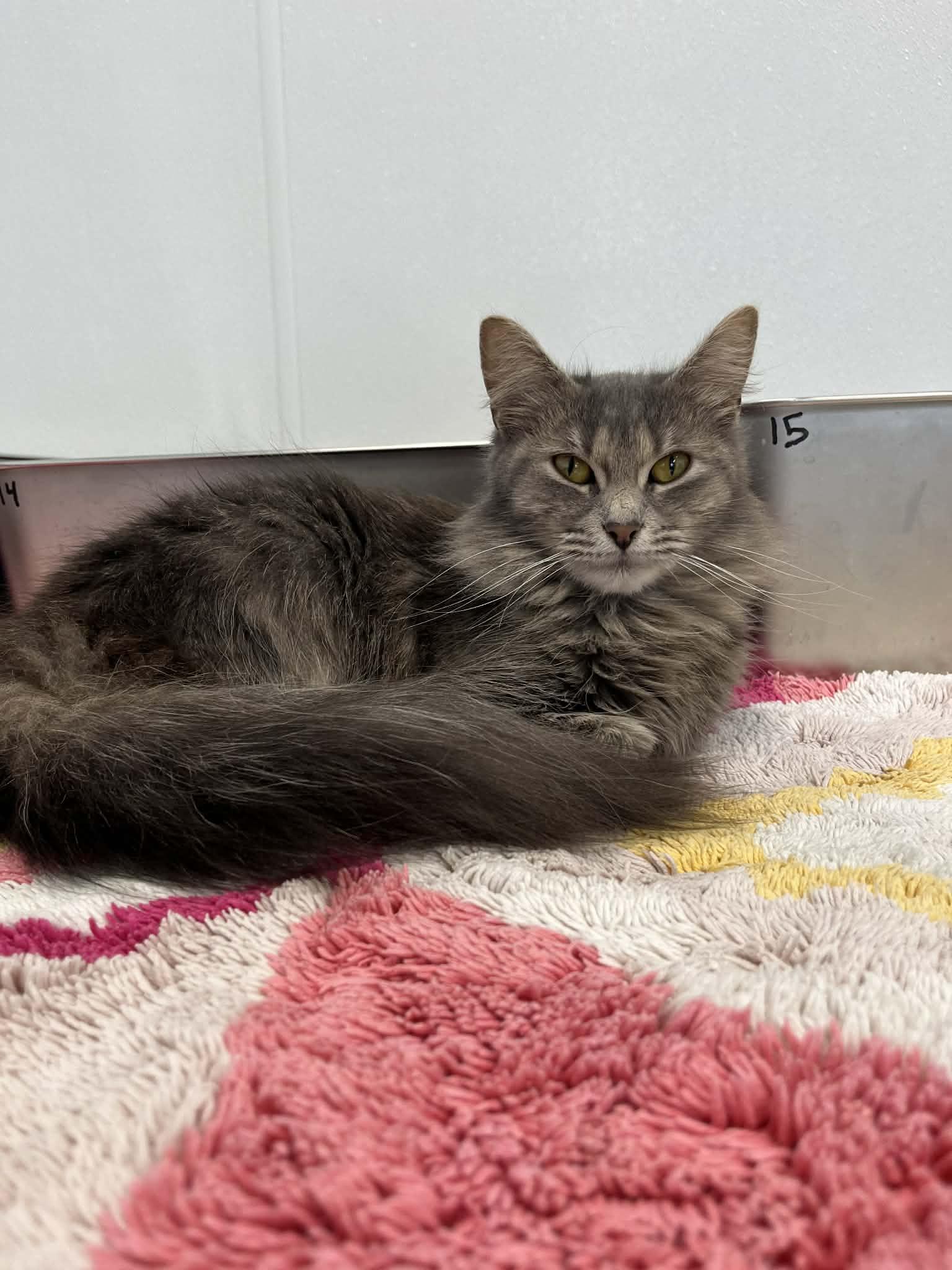 Enlarge Elizabeth Taylor, an adopted Domestic Long Hair in Kalamazoo, MI image 2/2