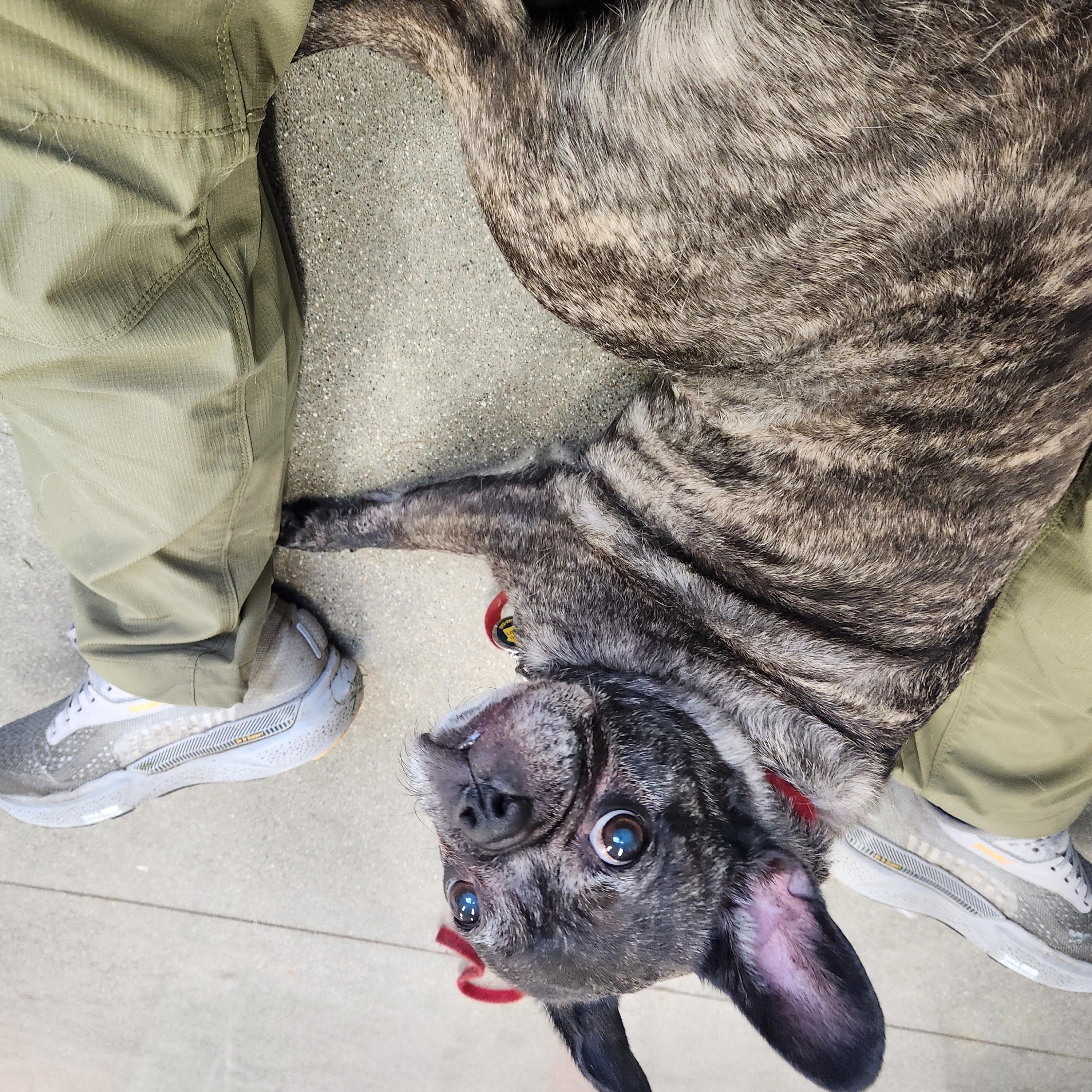 Enlarge Lenny, a Adoptable mixed breed in Holland, MI image 2/4