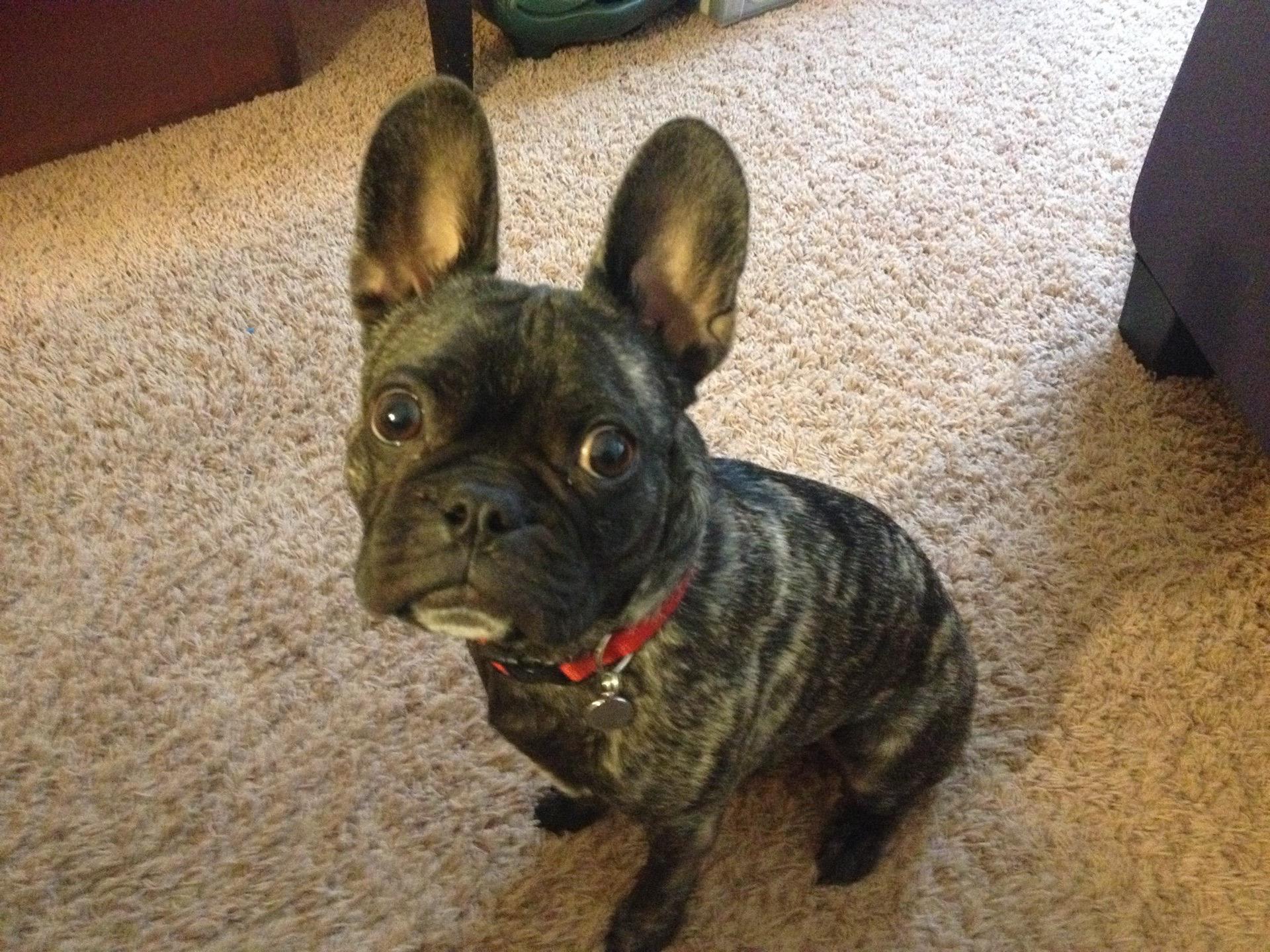 Enlarge Lenny, a Adoptable mixed breed in Holland, MI image 1/4